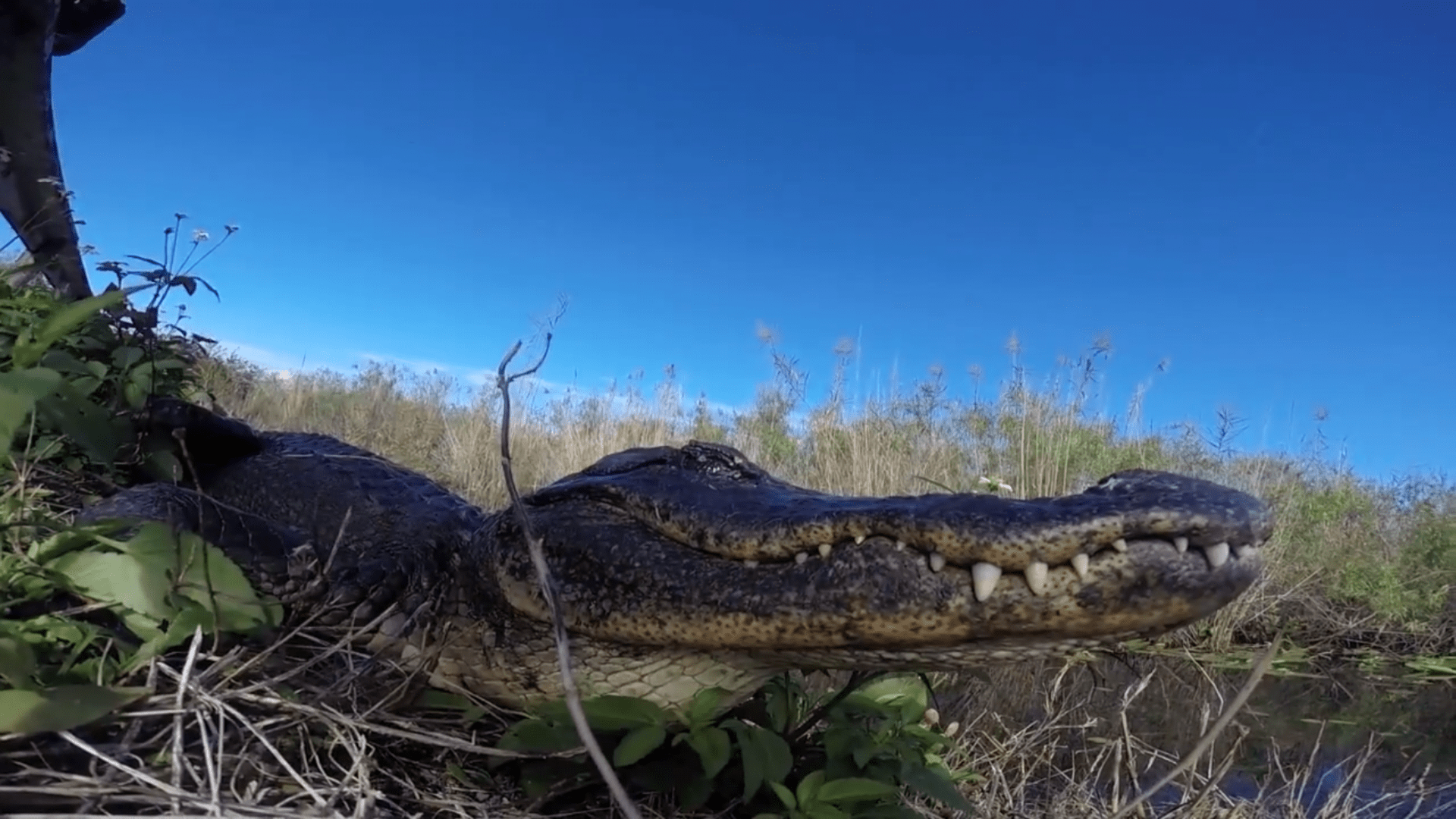Airboat Tour Reviews