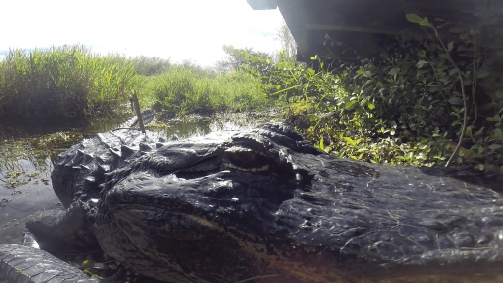 everglades ride