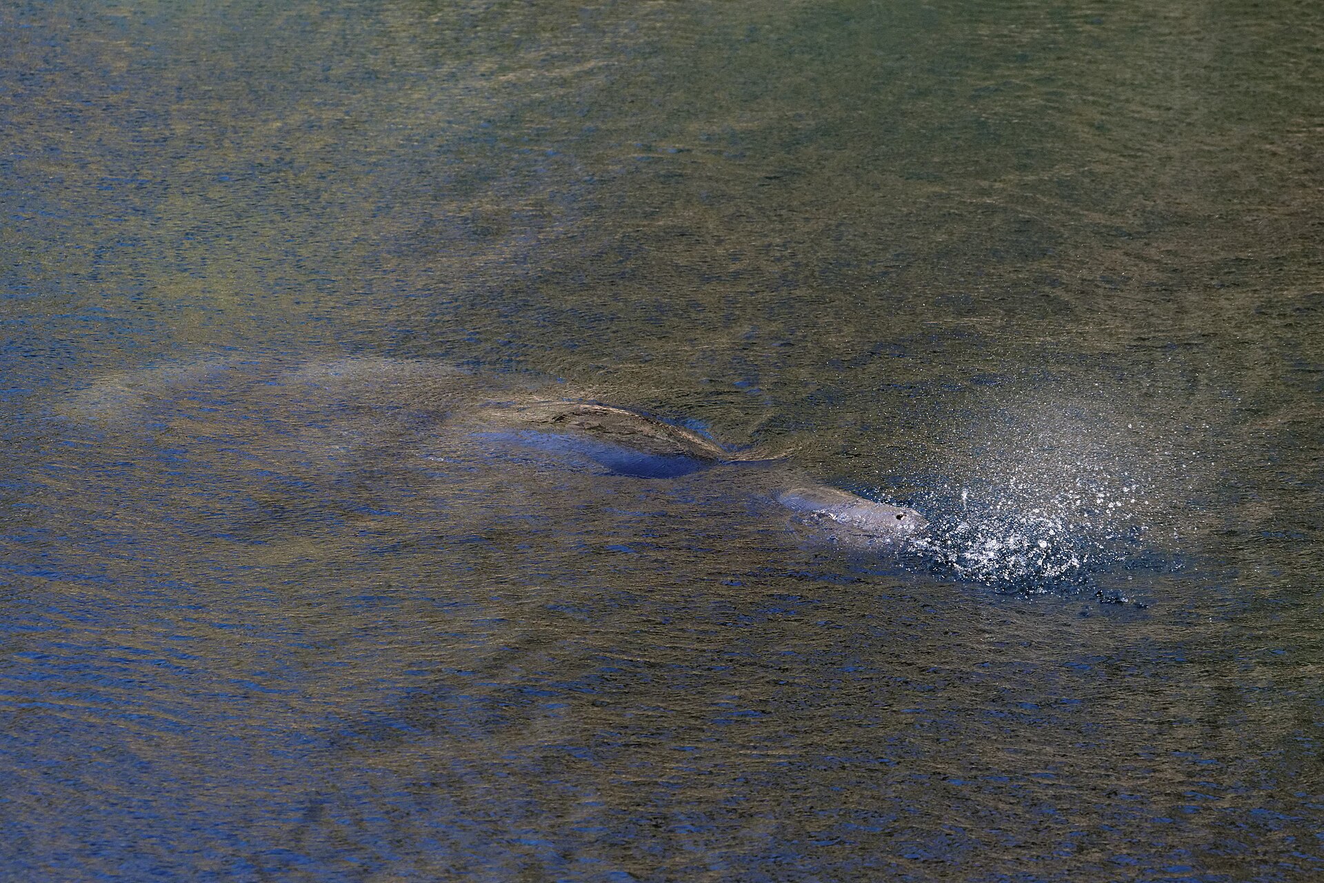 Manatees in the spring run at Blue Spring State Park, Florida